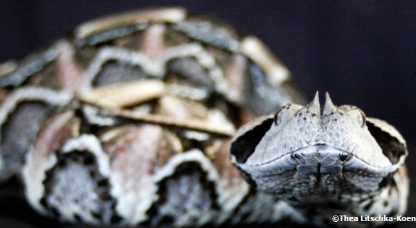 African Saw Scaled Viper Echis_ocellatus_from_Ghana